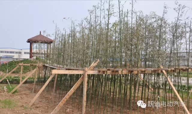 春暖花開(kāi)、綠色躍迪---躍迪集團(tuán)綠化工作進(jìn)行中！
