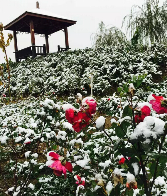 下雪天的躍迪集團(tuán)，咱也跟跟風(fēng)。。。